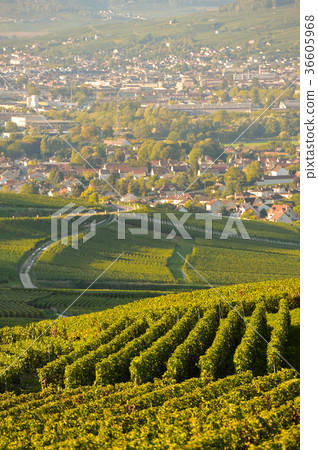 Champagne vineyards in Marne department Champagne vineyards in Marne department 36605968