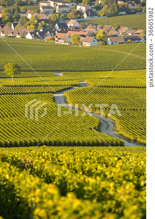 Champagne vineyards in Marne department Champagne vineyards in Marne department 36605982