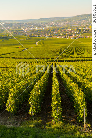 Champagne vineyards in Marne department Champagne vineyards in Marne department 36606011