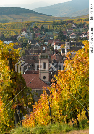 Alsace village, vineyard, Riquewhir,France Alsace village, vineyard, Riquewhir,France 36606100