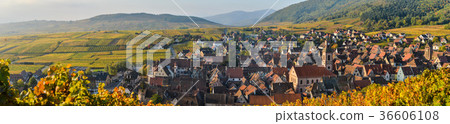 Alsace village, with vineyard, Riquewhir. France 36606108
