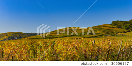 Wine Road, Vineyards of Alsace in France Wine Road, Vineyards of Alsace in France 36606127