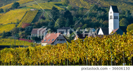 Katzenthal in the vineyard of Alsace 36606130