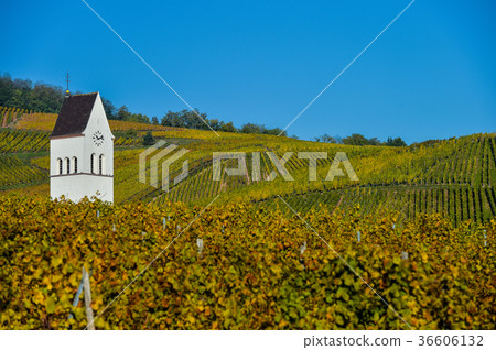 Katzenthal in the vineyard of Alsace 36606132
