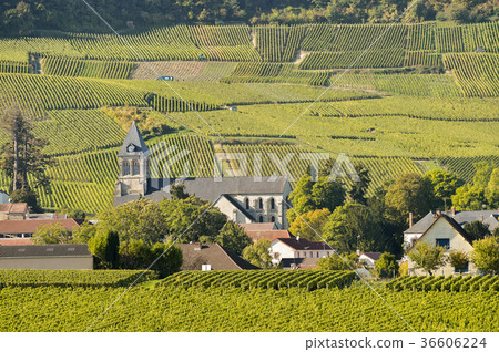 Champagne vineyards Cuis in Marne department Champagne vineyards Cuis in Marne department 36606224