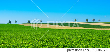 Green trees in a fields on blue sky, Champagne 36606373