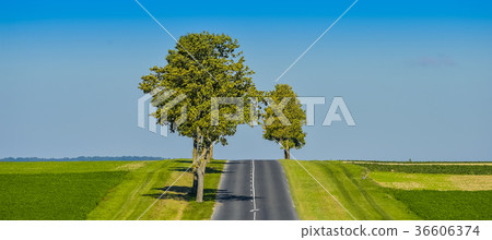 Asphalt road lined with fields and trees  36606374