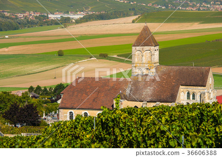 Champagne vineyards Cuis in Marne department 36606388