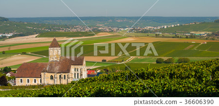 Champagne vineyards Cuis in Marne department 36606390