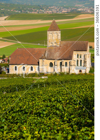 Champagne vineyards Cuis in Marne department Champagne vineyards Cuis in Marne department 36606391