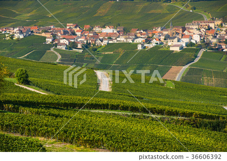Champagne vineyards Cuis in Marne department Champagne vineyards Cuis in Marne department 36606392