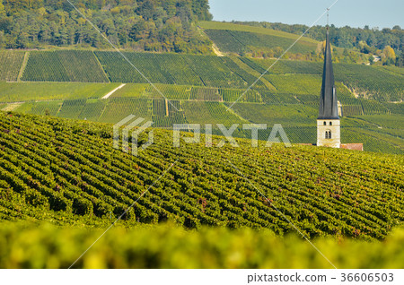 Champagne vineyards Sermiers in Marne Champagne vineyards Sermiers in Marne 36606503