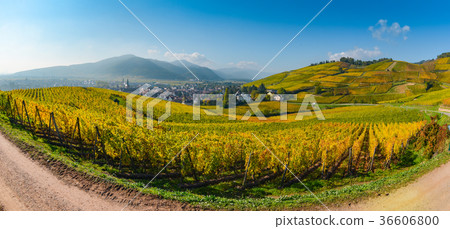 Wine Road, Vineyards of Alsace in France Wine Road, Vineyards of Alsace in France 36606800