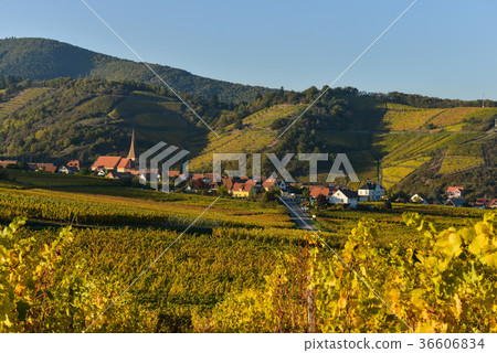 Niedermorschwih, Alsatian vineyards, Alsace 36606834