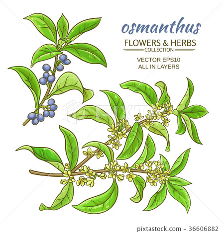 osmanthus vector set 36606882