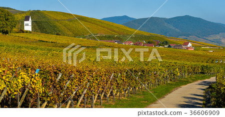 Katzenthal in the vineyard of Alsace 36606909