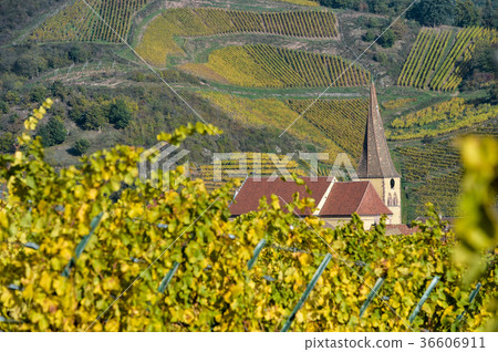Niedermorschwih, Alsatian vineyards, Alsace 36606911