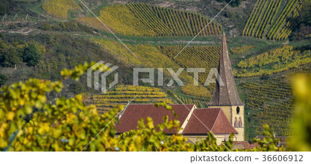 Niedermorschwih, Alsatian vineyards, Alsace 36606912