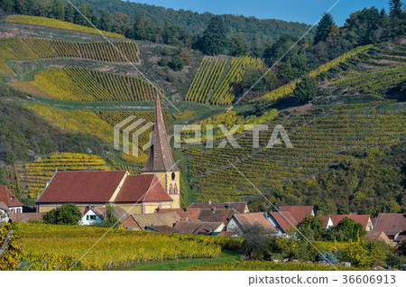 Niedermorschwih, Alsatian vineyards, Alsace 36606913