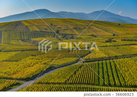 Wine Road, Vineyards of Alsace in France 36606923