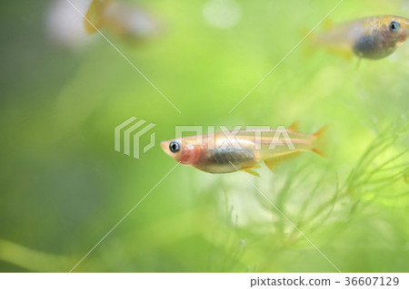 Himedaka in the tank 36607129