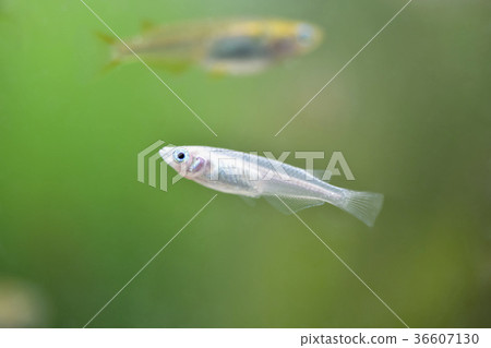 White medaka in the tank 36607130