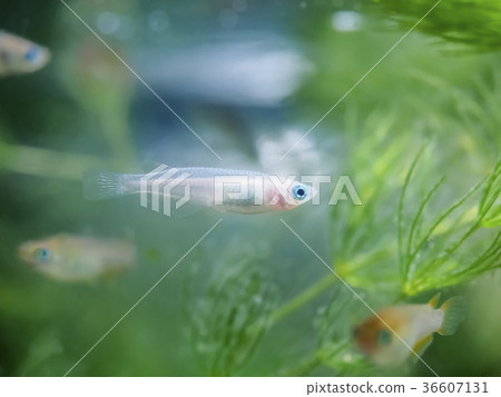 White medaka in the tank 36607131