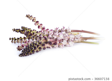 Native edible flower of Thailand on white Native edible flower of Thailand on white 36607138