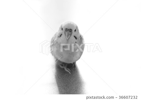 Black and white image Black and white image 36607232