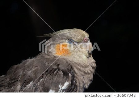 Relaxing cockatiel 36607348