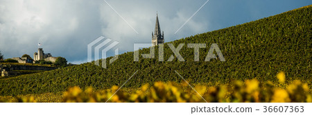 Vineyards of Saint Emilion, Bordeaux, France 36607363