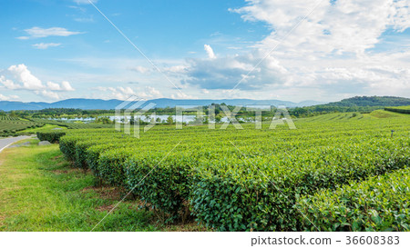 green tea plantation at Singha park Chiang Rai, Thailand. green tea plantation at Singha park Chiang Rai, Thailand. 36608383