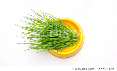 wheatgrass plant in a cat bowl on a white background. wheatgrass plant in a cat bowl on a white background. 36608386