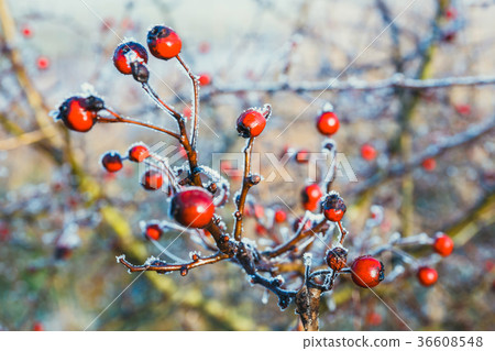 red berries with hoarfrost on the branches 36608548