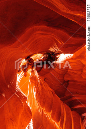Tree Stuck in the Rocks of Antelope Canyon 36608715
