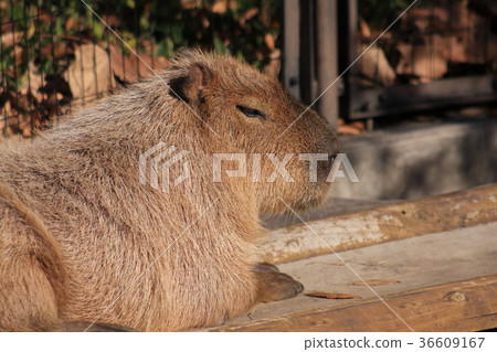 卡皮帕拉女士 36609167