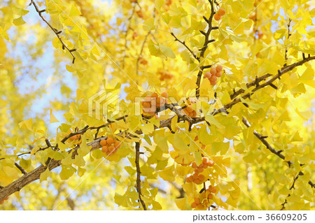 Ginkgo noodles 36609205