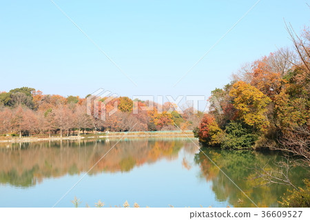 晚秋公園 36609527