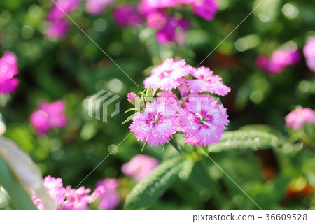 石竹花 36609528
