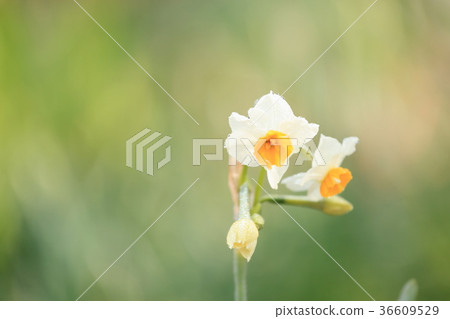 水仙花花 36609529