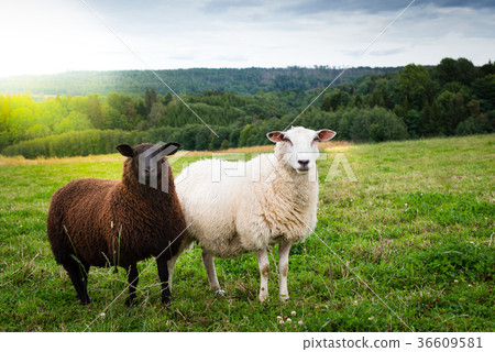 Black and white sheep together in the meadow 36609581