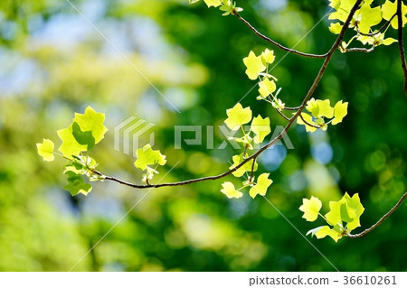 Wild young leaves of turpentine 36610261