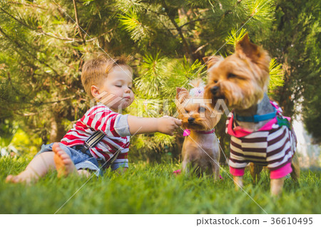 Baby boy and two yorkshire terrier 36610495