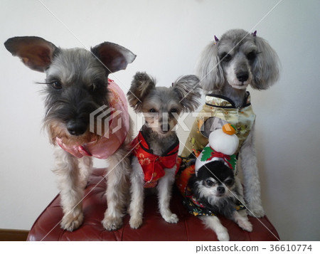 狗穿著乾淨的衣服 狗穿著乾淨的衣服 36610774