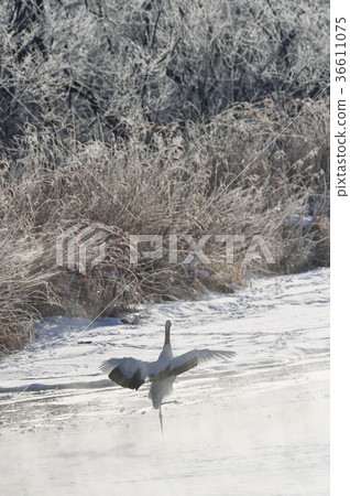 A very cold land of a tan butterfly (Hokkaido · Tsurui) A very cold land of a tan butterfly (Hokkaido · Tsurui) 36611075