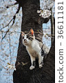 Cherry blossoms and cats 36611181