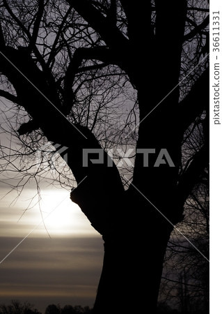 Wood silhouette 36611331