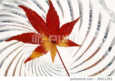 漂浮在碗的秋葉 漂浮在碗的秋葉 36611361