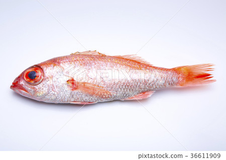 Nodoguro成分 36611909