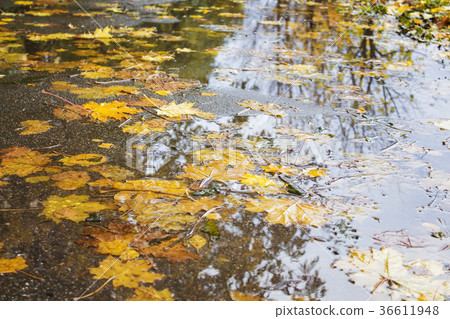 Yellow and red maple leaves in a puddle under the Yellow and red maple leaves in a puddle under the 36611948